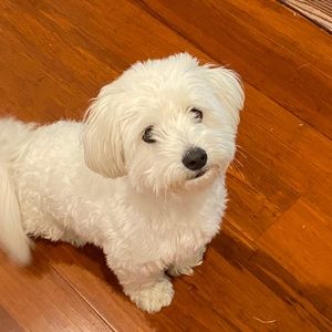 Meet your Posher, Anna